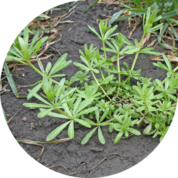 Bedstraw არის tenacious