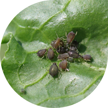 ჭარხლის ფოთოლი aphid
