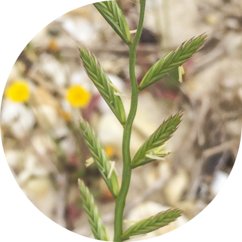 Chaff არის multicolored