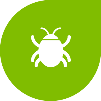 Beet სამთო fly