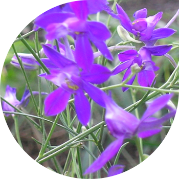 ლარკსპურის ველი