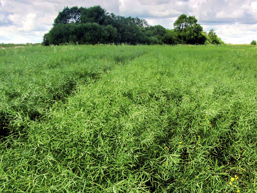 Herbicide Estok რეგისტრირებულია გამოყენების rapeseed