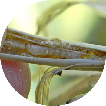 Stalked პური sawflies (საერთო პური sawfly, შავი პური sawfly)