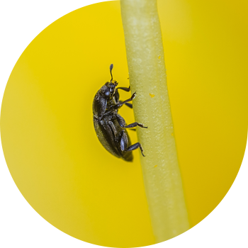 Rapeseed ყვავილების eater