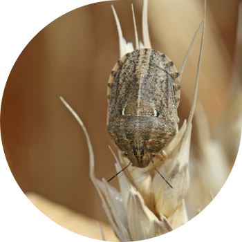 Bug არის მავნე კუს