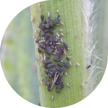 მარცვლეულის ბუგრები (ჩვეულებრივი მარცვლეულის ბუგრები, დიდი მარცვლეულის ბუგრები, ქერის ბუგრები, ალუბლის მარცვლეულის ბუგრები)