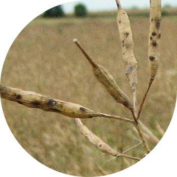 Alternariasis (შავი ლაქა) rapeseed